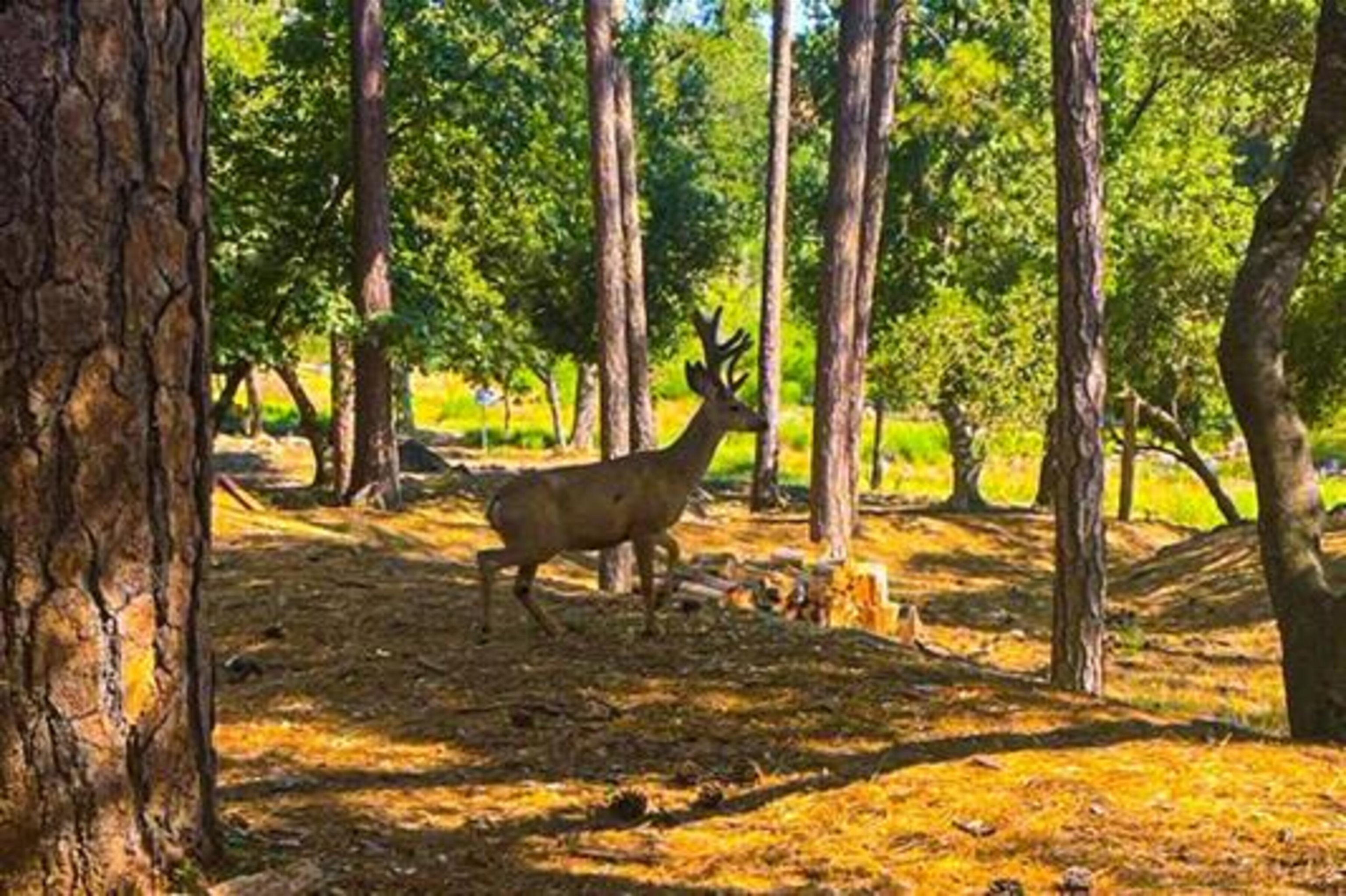 Detail Gallery Image 28 of 56 For 18996 Digger Pine St., Groveland,  CA 95321 - 2 Beds | 2 Baths