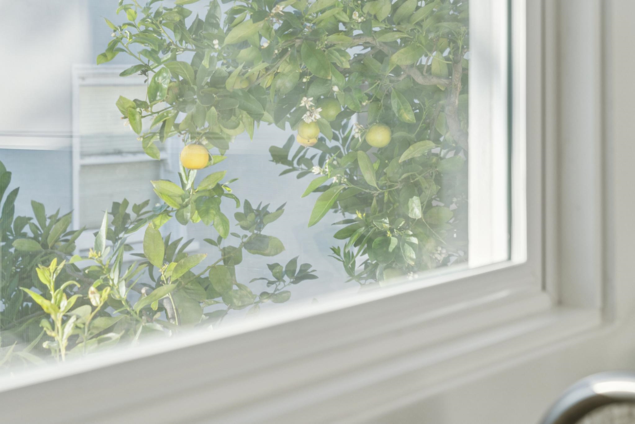 Detail Gallery Image 16 of 52 For 1328 Marin Ave, Albany,  CA 94706 - 3 Beds | 1/1 Baths