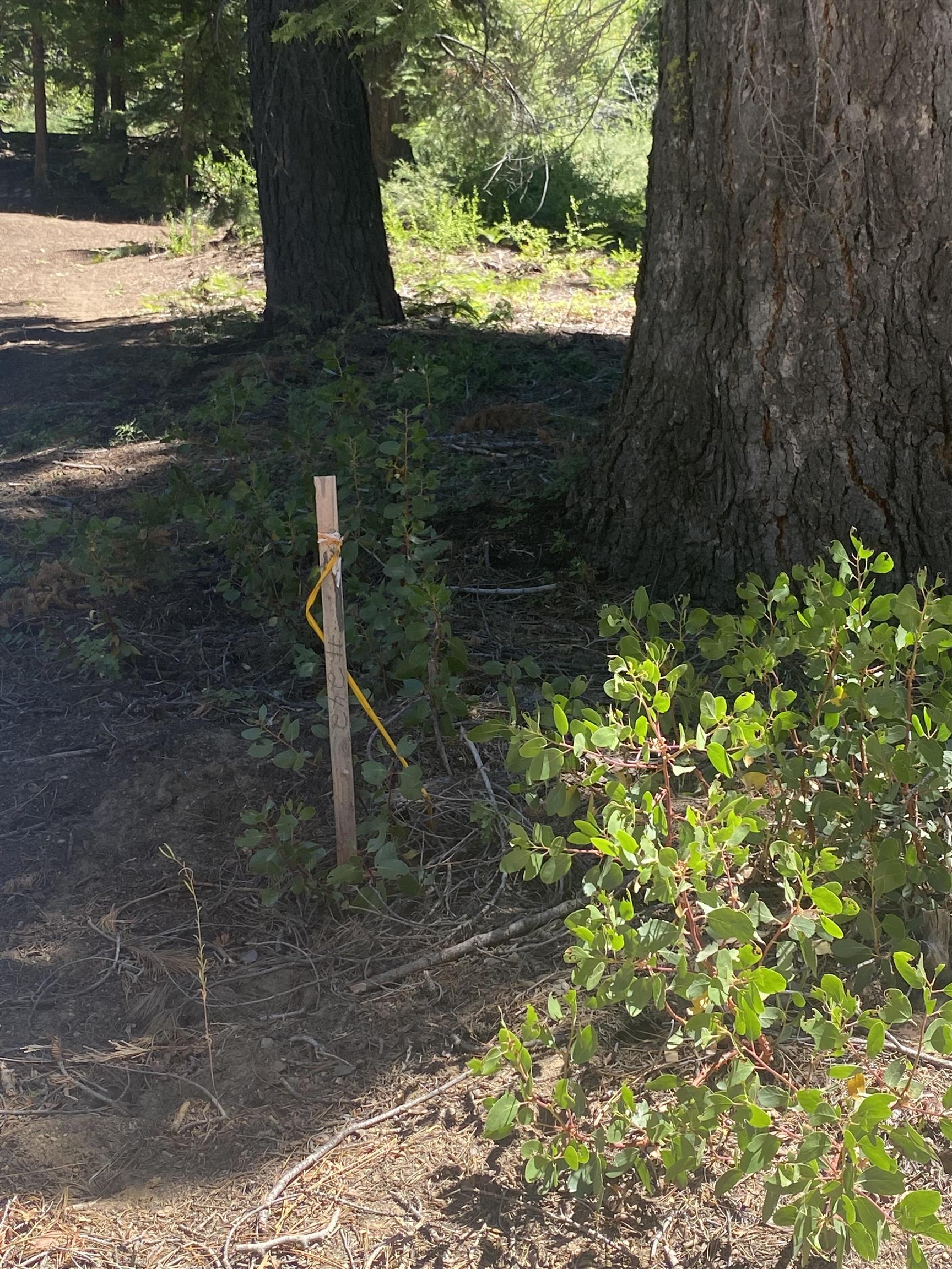 Detail Gallery Image 5 of 16 For 33994 Leland Meadow Rd, Pinecrest,  CA 95364 - – Beds | – Baths