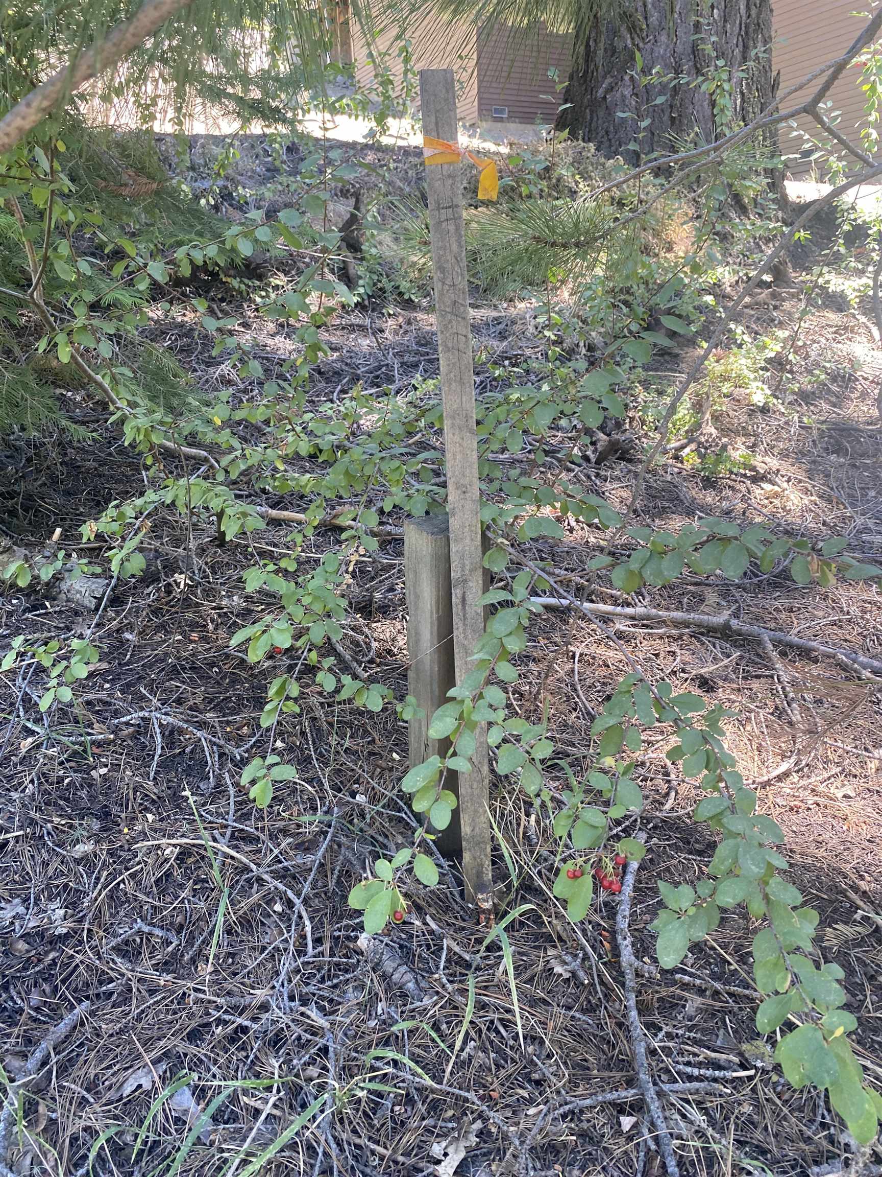 Detail Gallery Image 7 of 16 For 33994 Leland Meadow Rd, Pinecrest,  CA 95364 - – Beds | – Baths