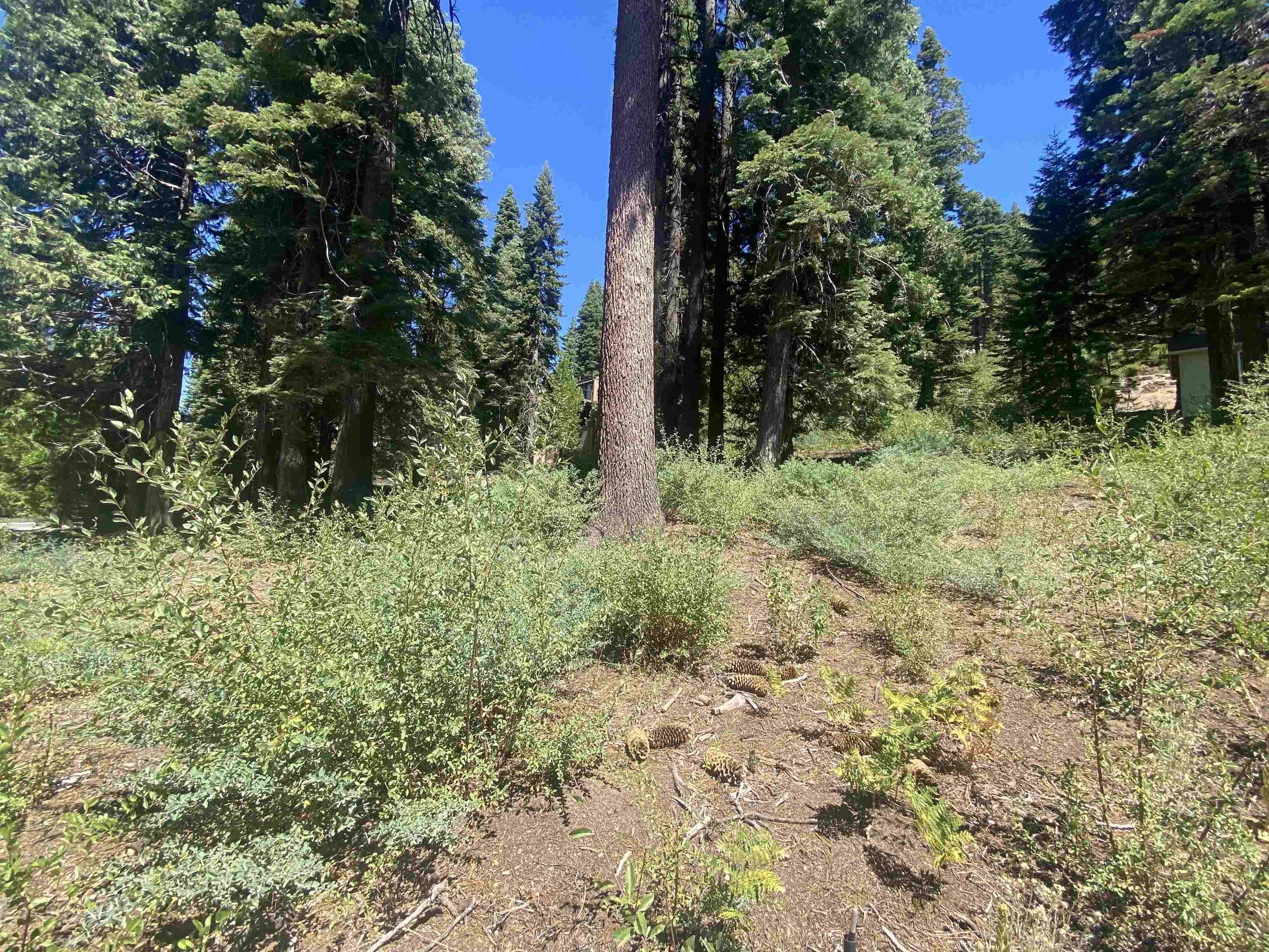 Detail Gallery Image 8 of 16 For 33994 Leland Meadow Rd, Pinecrest,  CA 95364 - – Beds | – Baths