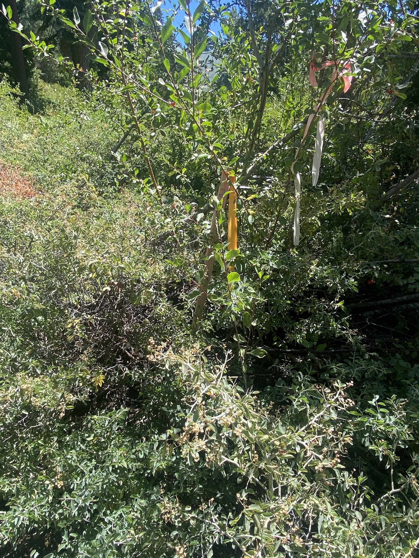 Detail Gallery Image 9 of 16 For 33994 Leland Meadow Rd, Pinecrest,  CA 95364 - – Beds | – Baths