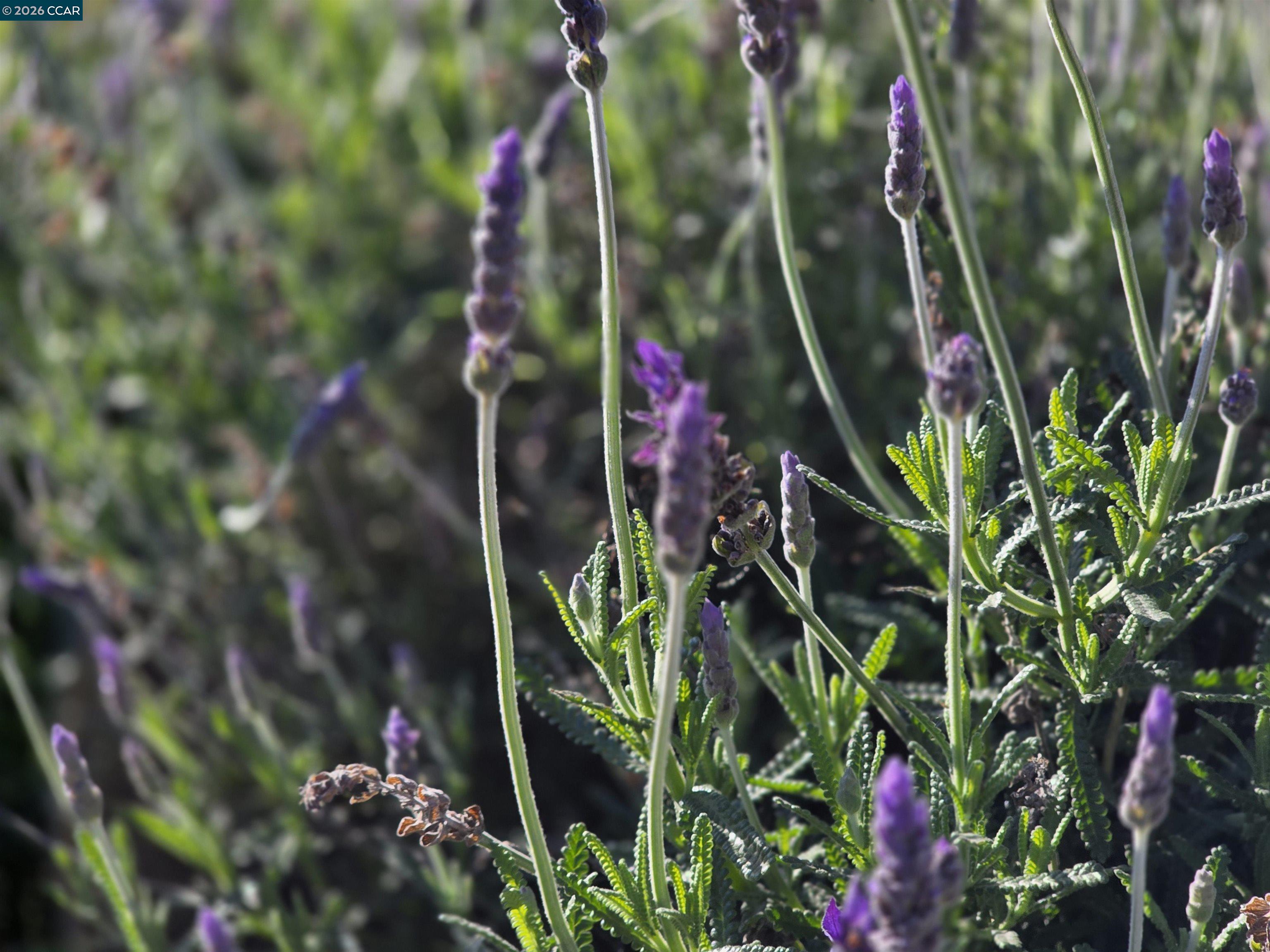Detail Gallery Image 10 of 12 For 1878 Elinora Dr, Pleasant Hill,  CA 94523 - 3 Beds | 2 Baths