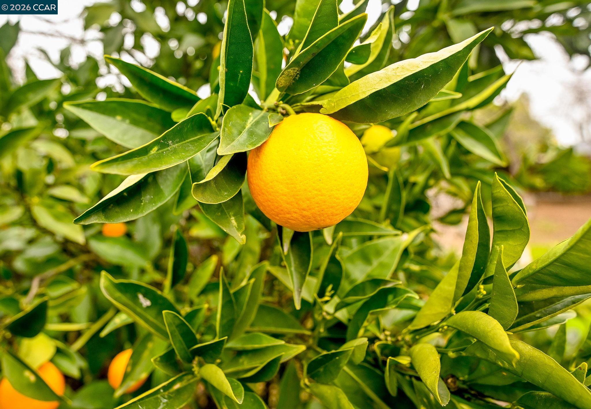 Detail Gallery Image 25 of 32 For 1593 Norine Dr, Pittsburg,  CA 94565 - 4 Beds | 2 Baths