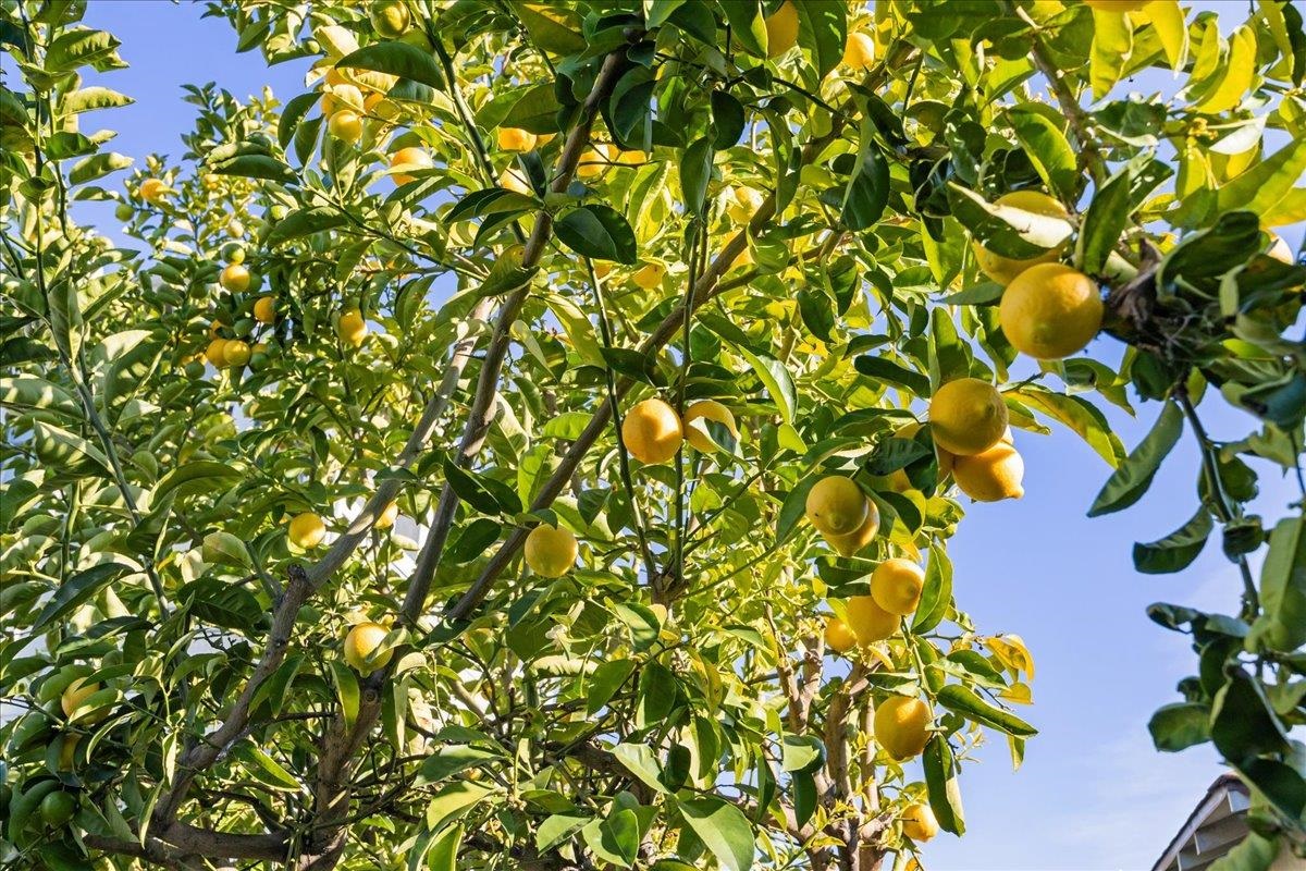 Detail Gallery Image 32 of 47 For 1720 Walnut St., Alameda,  CA 94501 - 2 Beds | 2 Baths