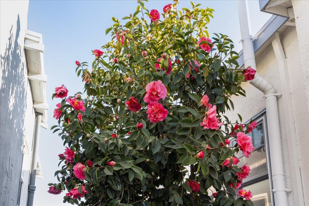 Detail Gallery Image 34 of 47 For 1720 Walnut St., Alameda,  CA 94501 - 2 Beds | 2 Baths