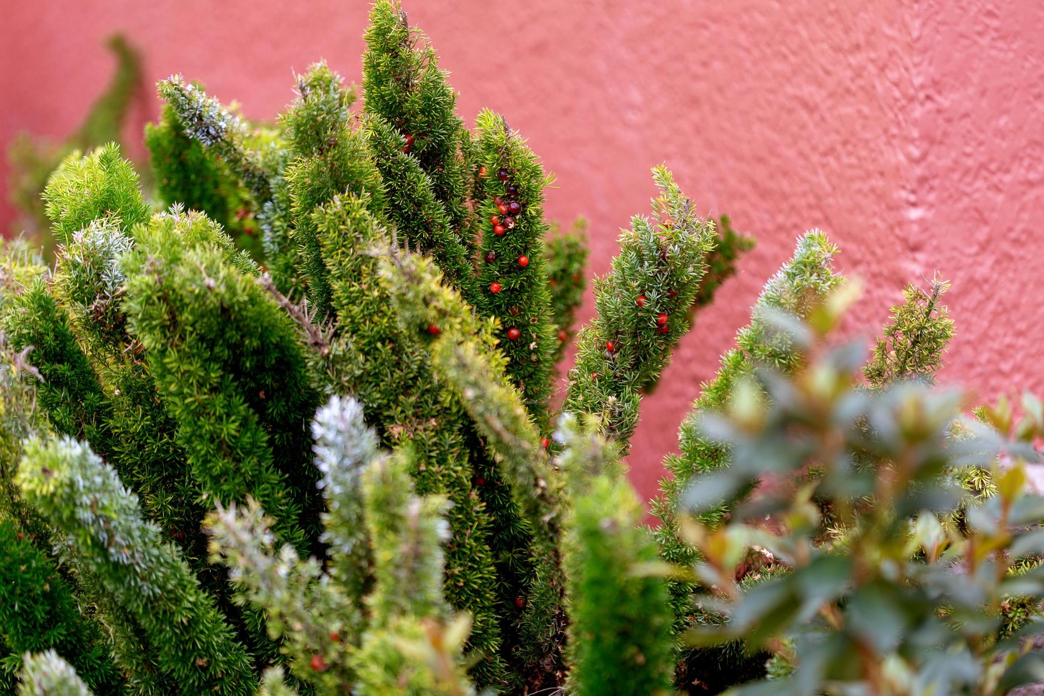 Photo #36: 41121670 Listing: Photo #36