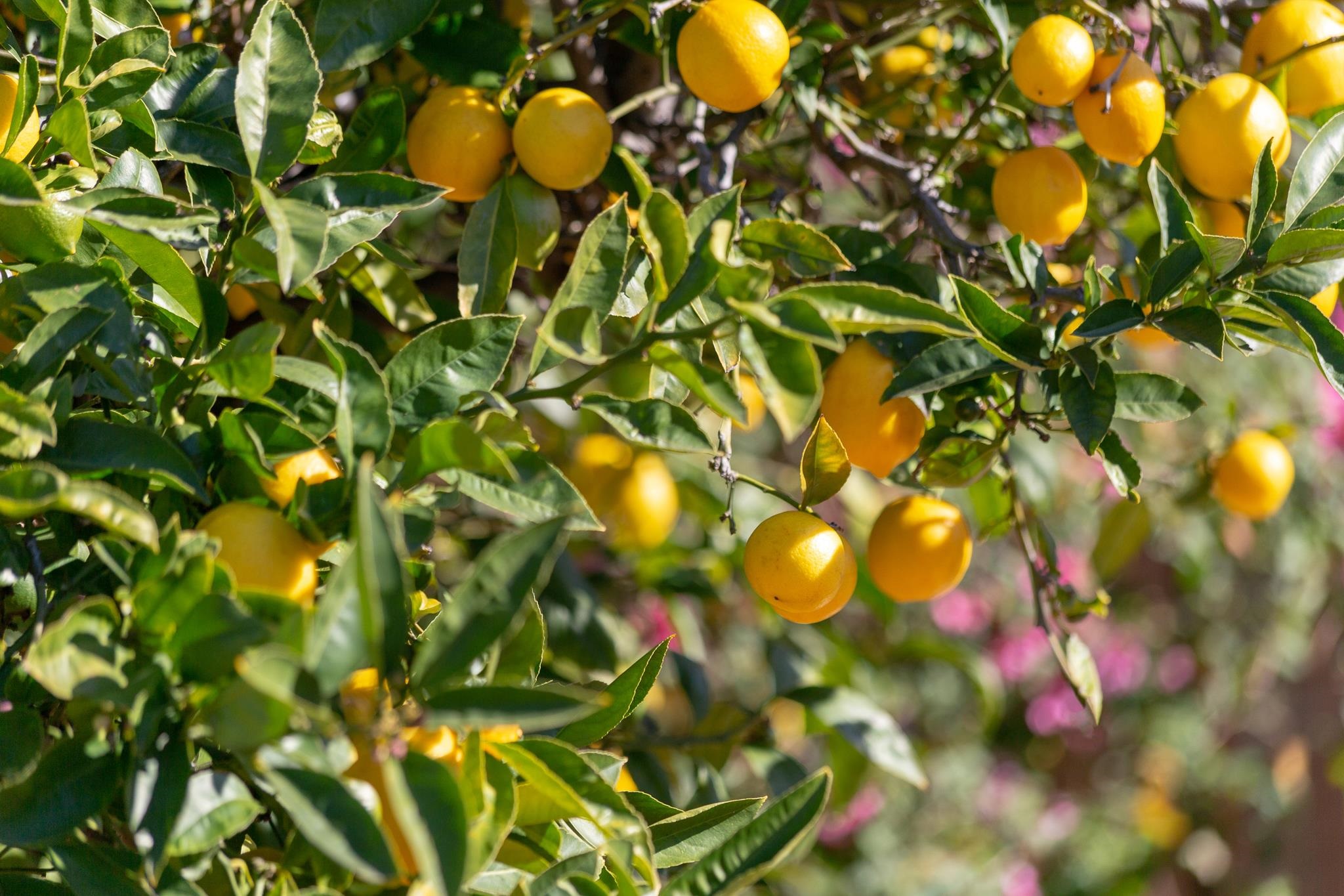 Detail Gallery Image 23 of 32 For 2009 Coalinga Ave, Richmond,  CA 94801 - 2 Beds | 1 Baths