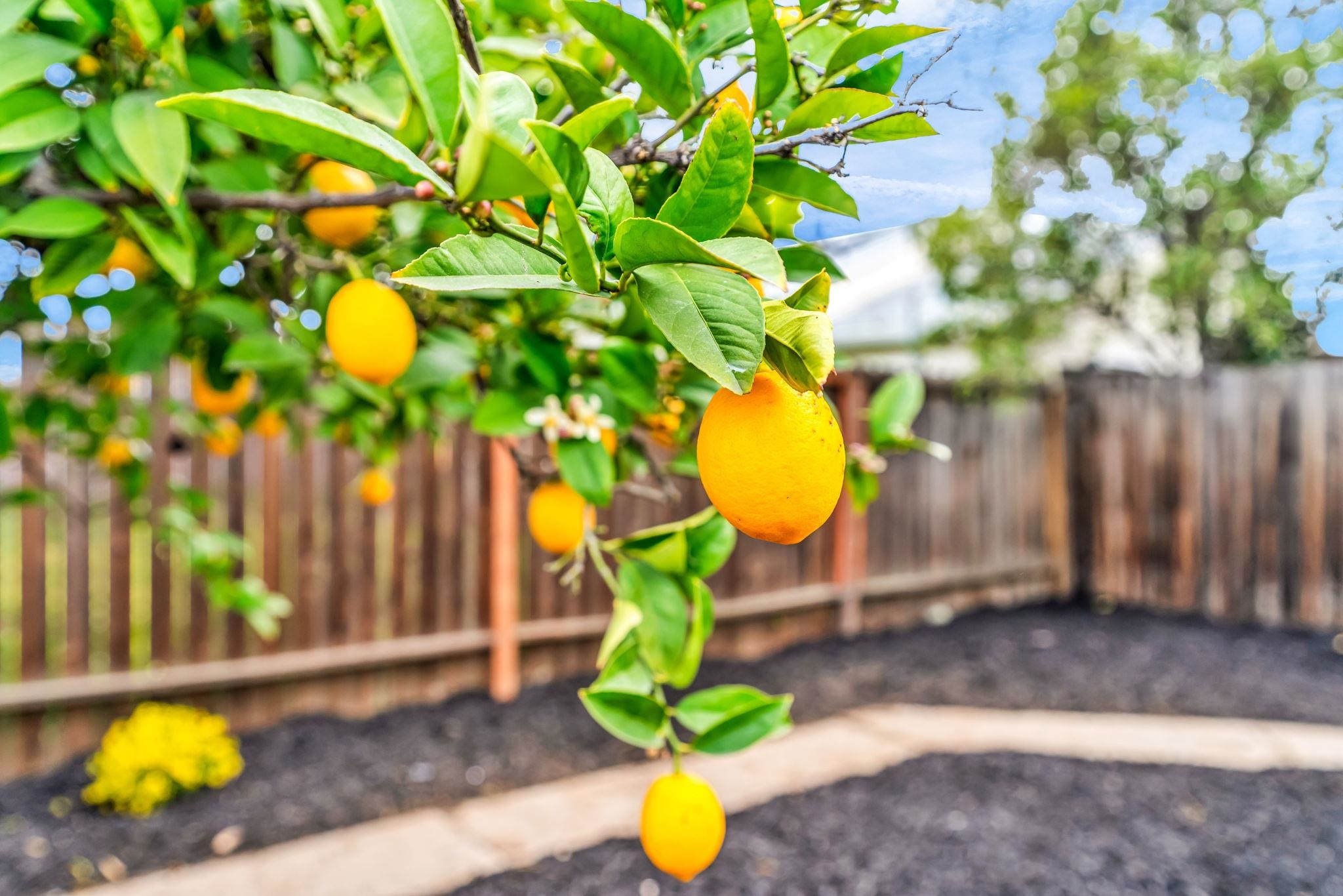 Detail Gallery Image 30 of 33 For 175 Clyde St, Pittsburg,  CA 94565 - 3 Beds | 1/1 Baths