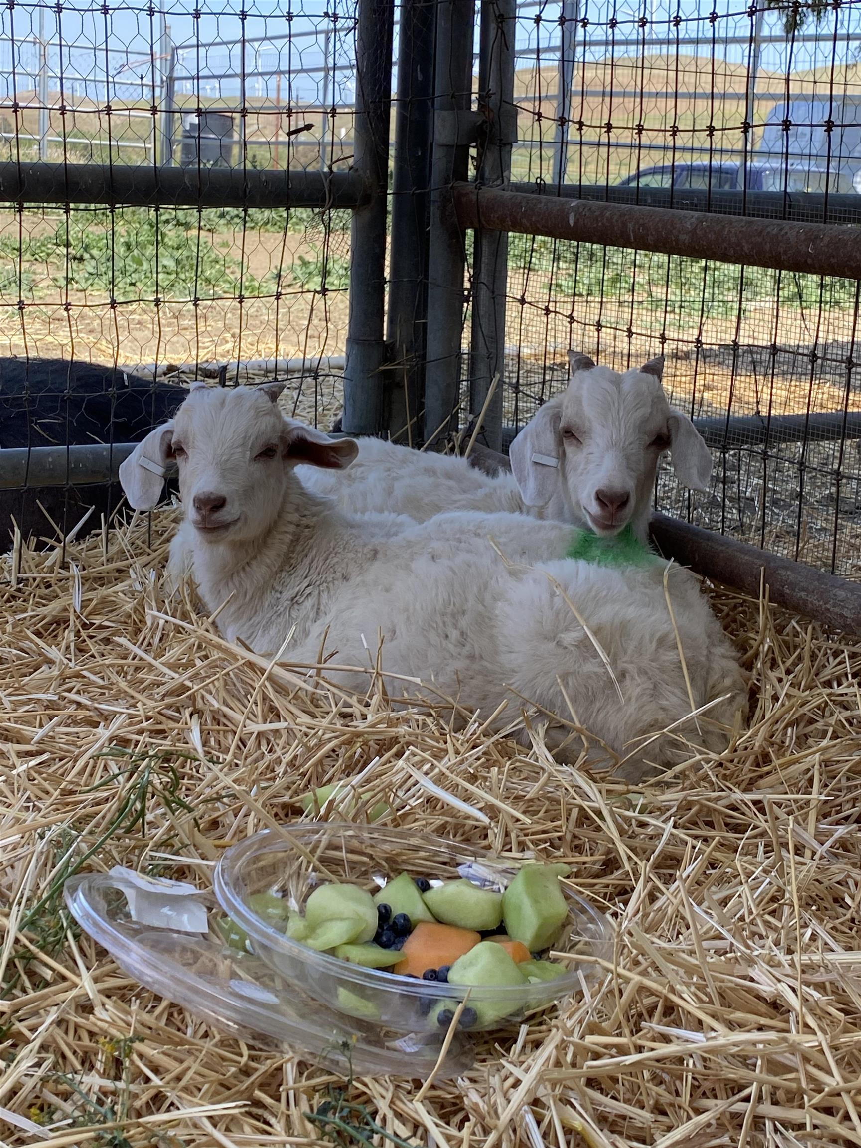 Detail Gallery Image 7 of 46 For 3326 Dyer Rd, Livermore,  CA 94551 - 6 Beds | 4 Baths