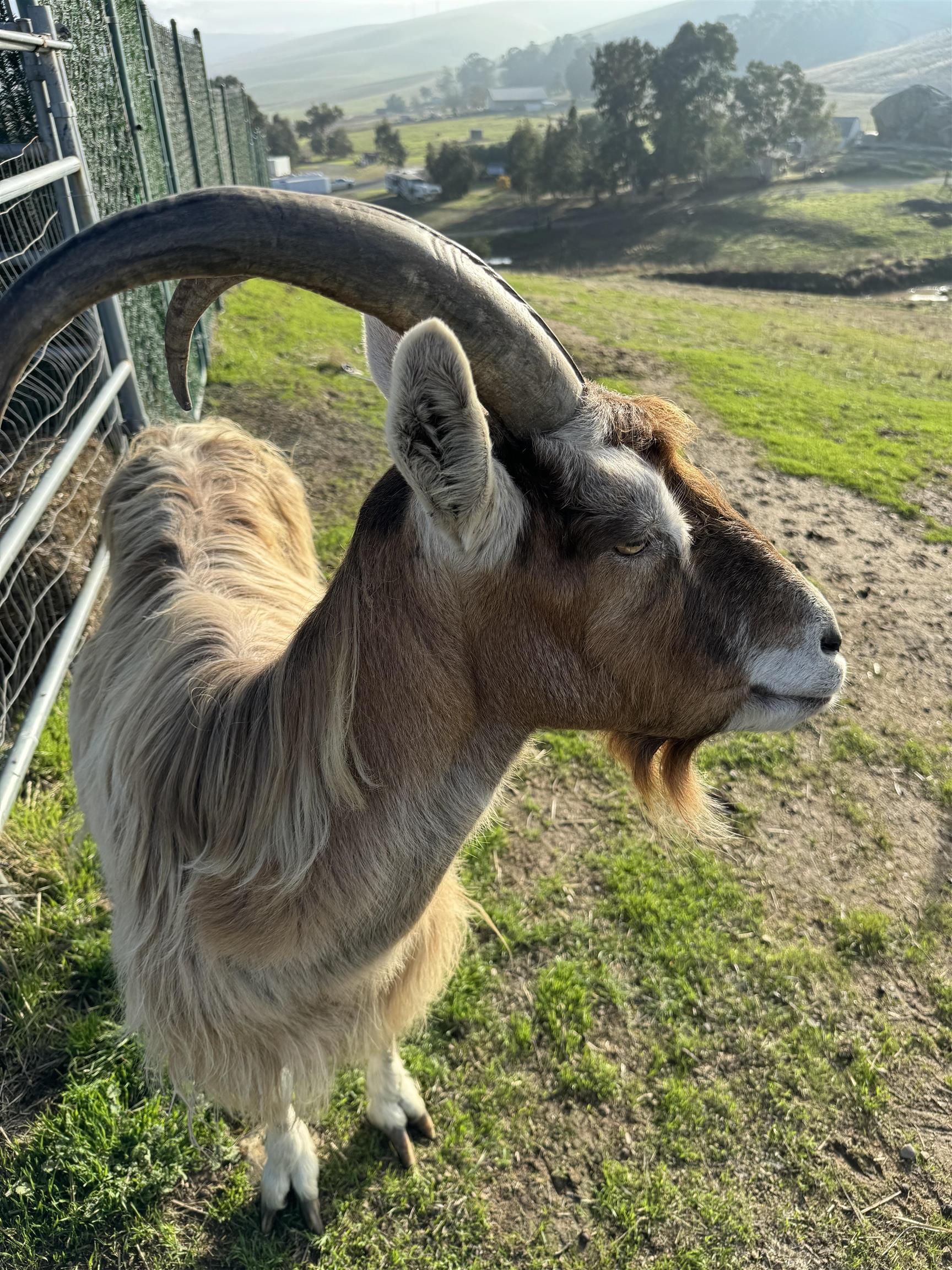 Detail Gallery Image 8 of 46 For 3326 Dyer Rd, Livermore,  CA 94551 - 6 Beds | 4 Baths