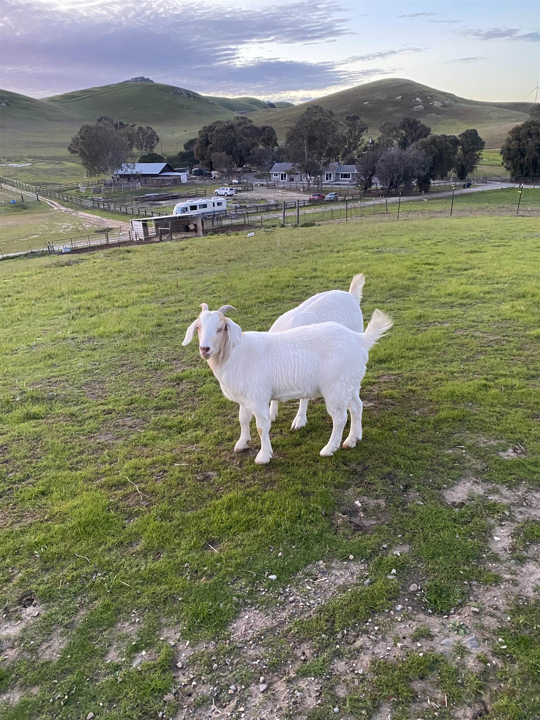 Detail Gallery Image 9 of 46 For 3326 Dyer Rd, Livermore,  CA 94551 - 6 Beds | 4 Baths