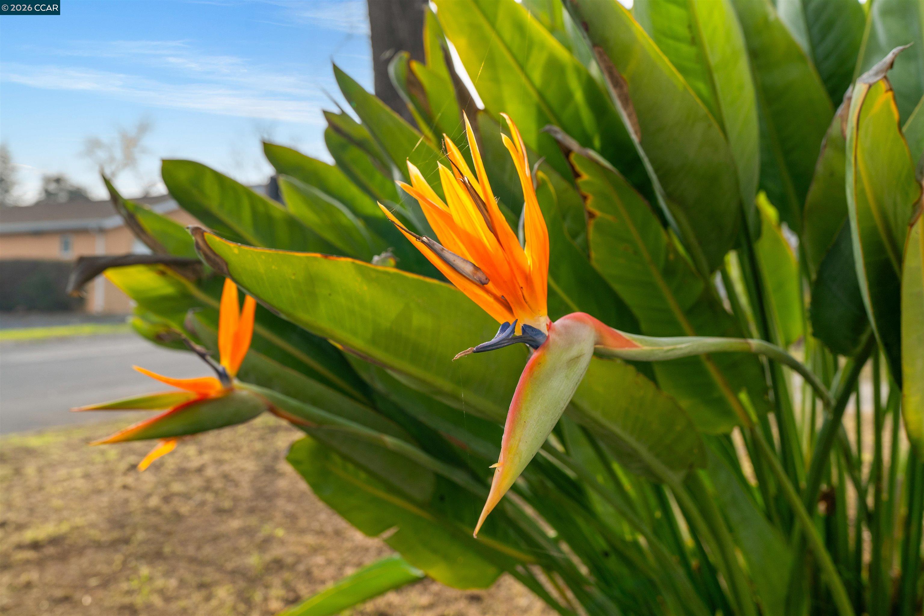 Detail Gallery Image 3 of 34 For 2831 Almond Street, Martinez,  CA 94553-5344 - 3 Beds | 2 Baths