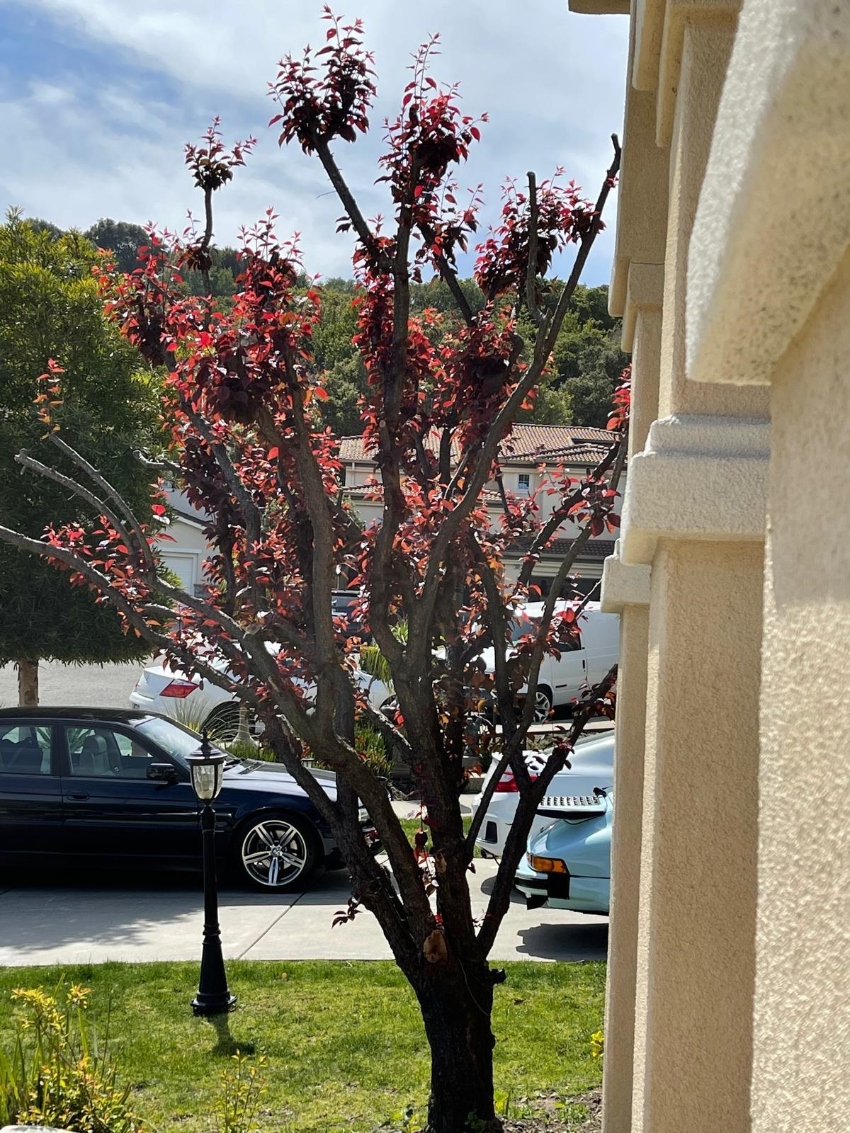 Detail Gallery Image 5 of 26 For 1013 Ridgeview Dr, El Sobrante,  CA 94803 - 3 Beds | 2/1 Baths