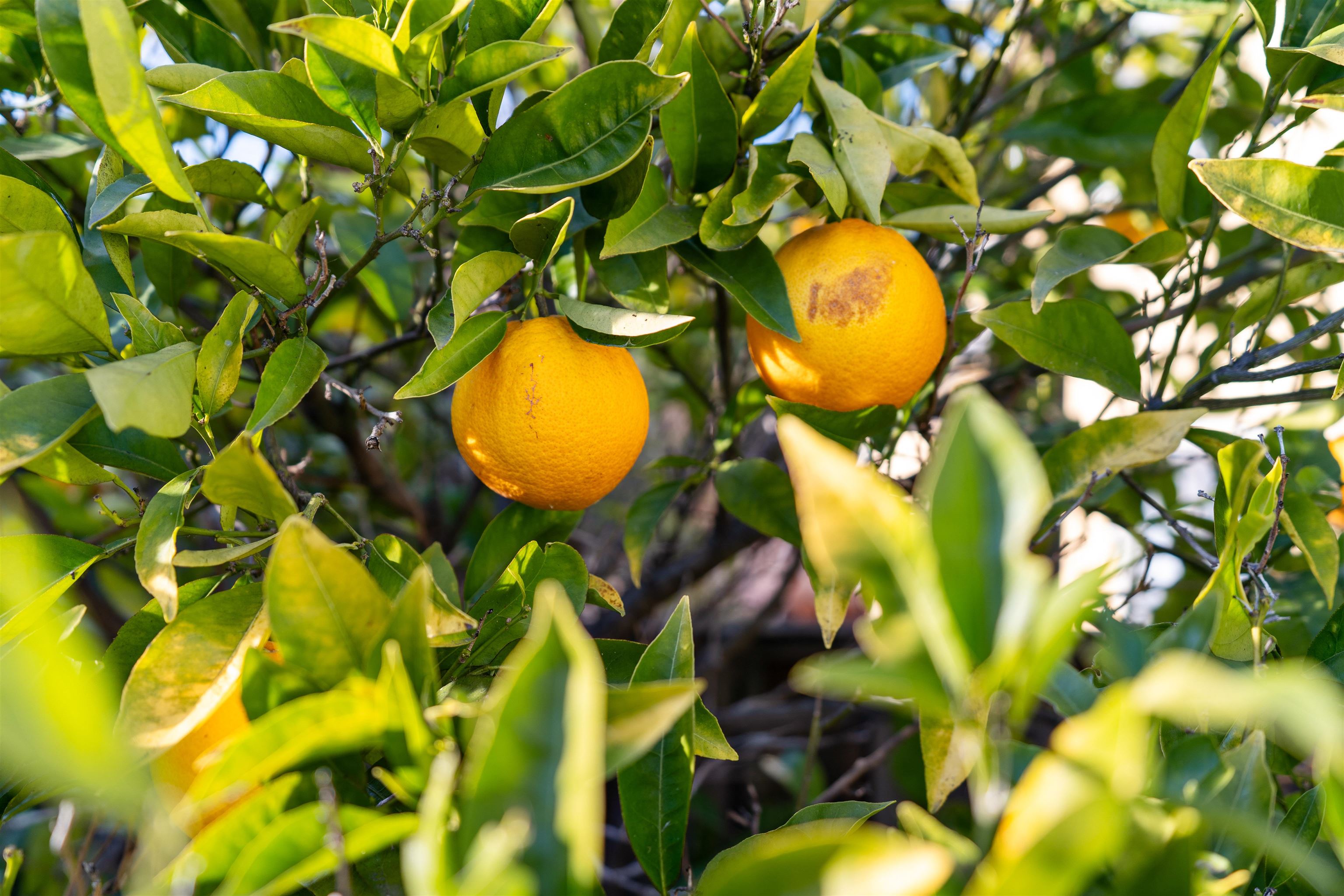 Detail Gallery Image 9 of 37 For 3010 Fairview Ave, Alameda,  CA 94501 - 2 Beds | 1 Baths