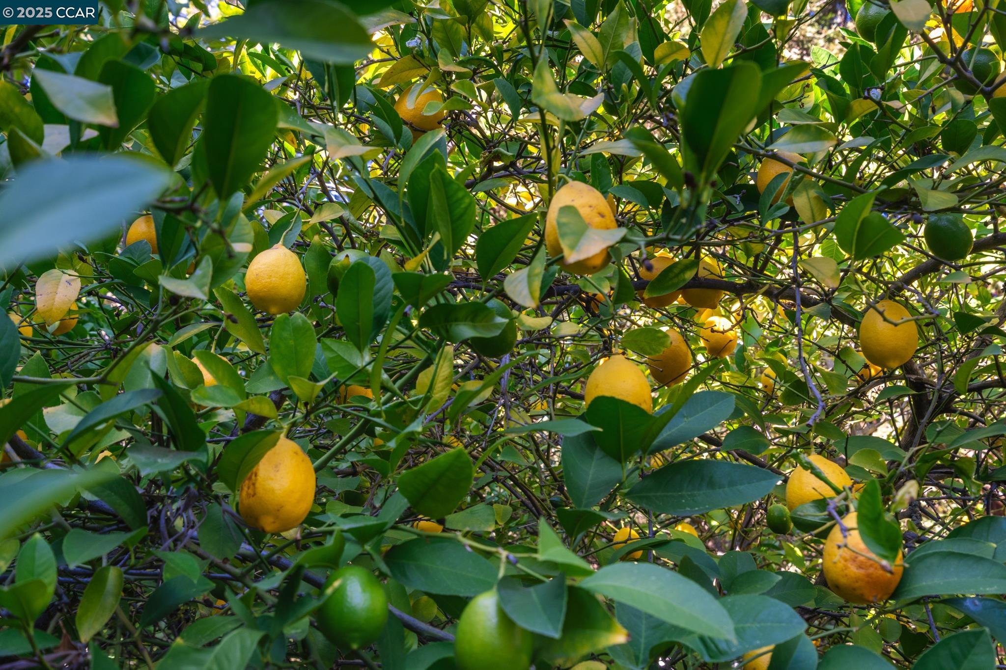 Detail Gallery Image 49 of 51 For 471 El Rio, Danville,  CA 94526 - 4 Beds | 2/1 Baths